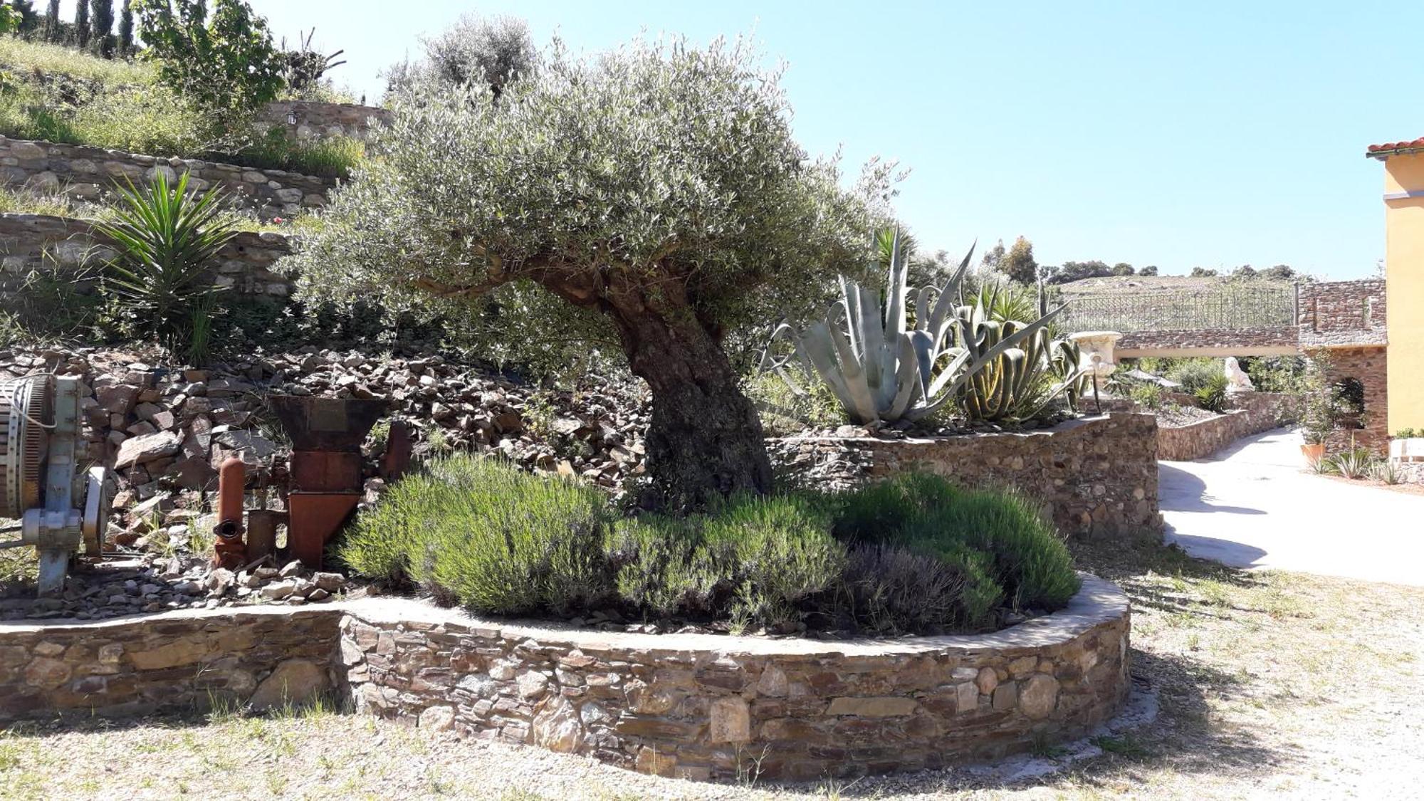 Mas Des Criques Villa Collioure Bagian luar foto